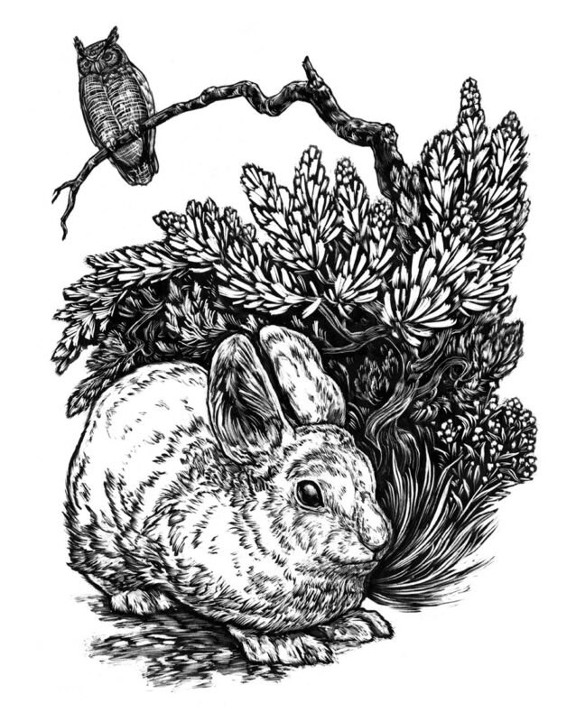 Columbia Basin Pygmy Rabbit