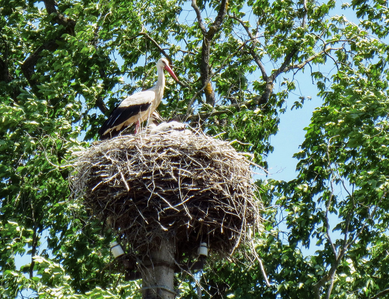 Stork nest