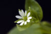 Chickweed