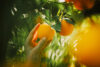 Hand picking orange