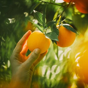 Hand picking orange