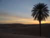 Date palm at sunset in Morocco