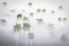 Palm tree tops in fog