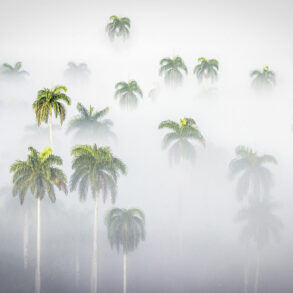 Palm tree tops in fog