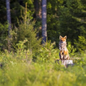 Red fox