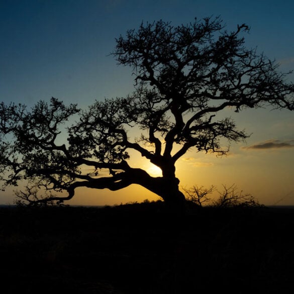 Wild fig tree