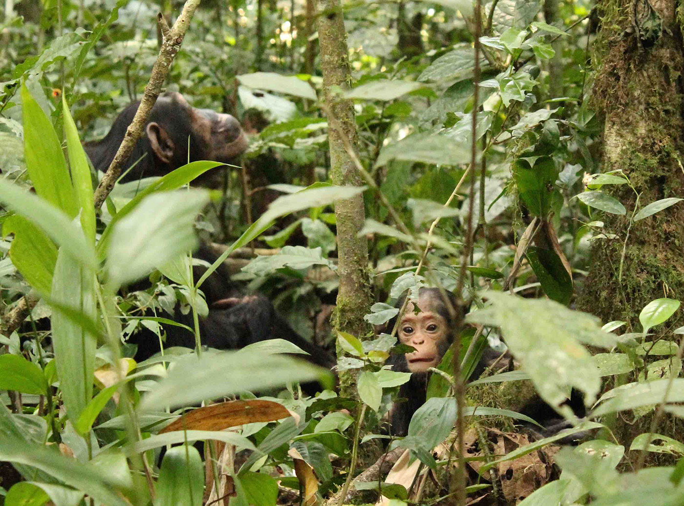 Chimpanzees