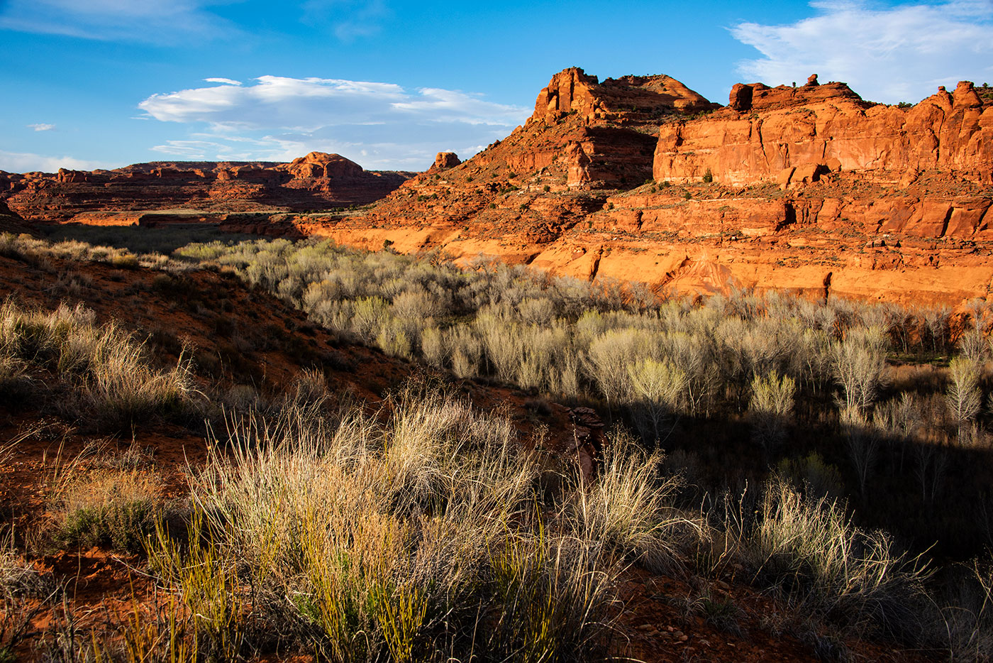 Cottons along the Escalante River