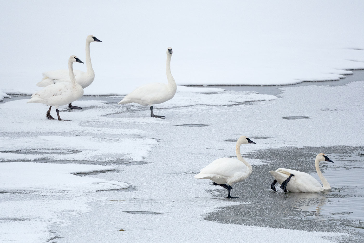 Swans in icy river