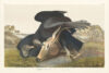 Black Vulture or Carrion Crow