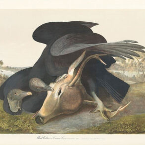 Black Vulture or Carrion Crow