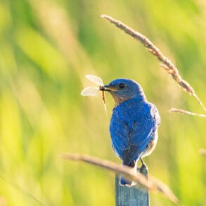 Bluebird with insect in beak