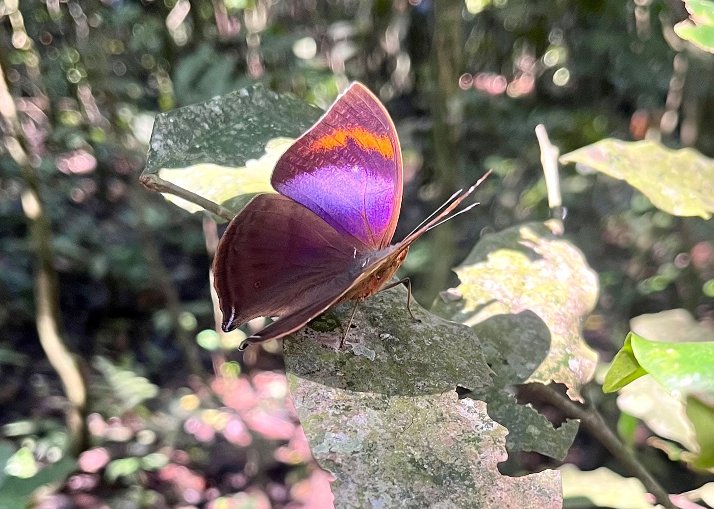 Forest butterfly