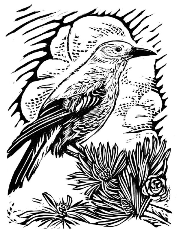Clark's Nutcracker