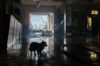 Silhouette of dog in destroyed Ukrainian building