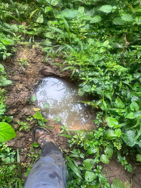 Elephant footprint