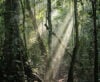 Morning light in forest