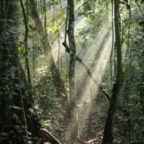 Morning light in forest