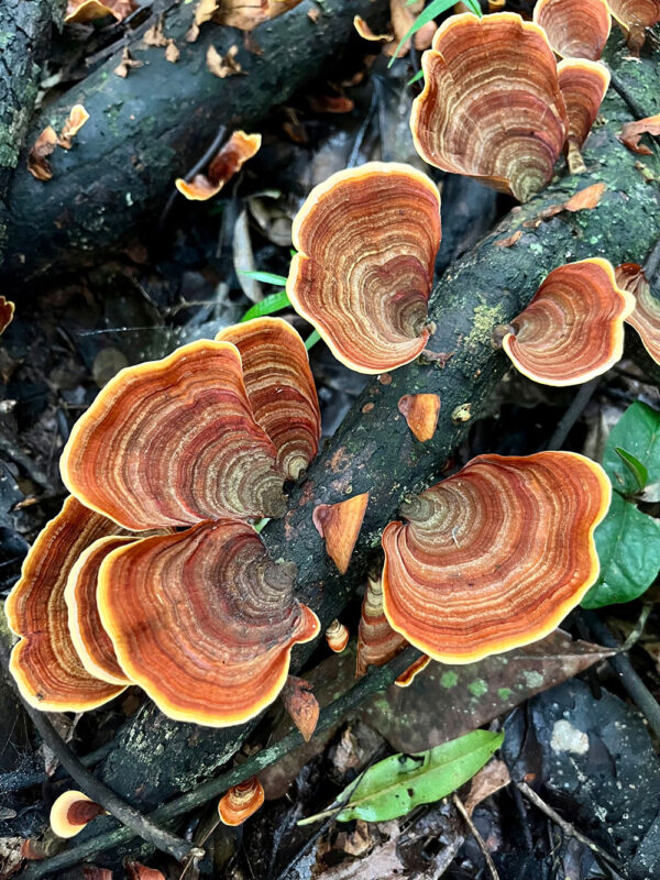 Mushrooms