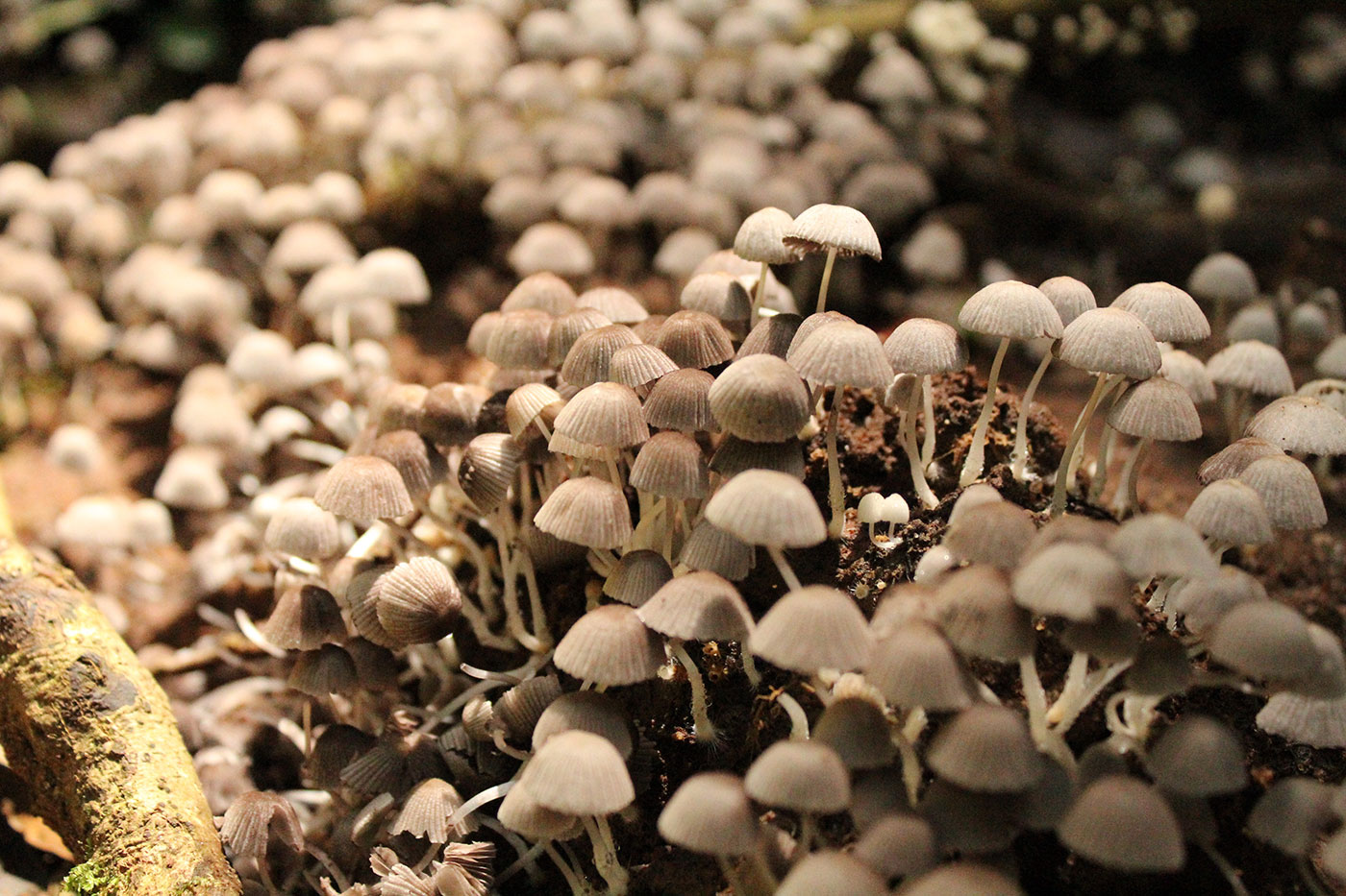Mushrooms