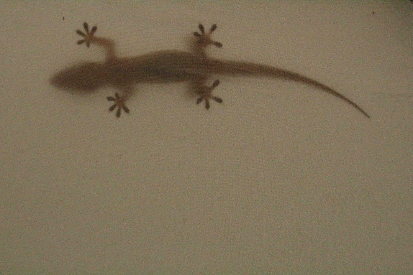 Gecko outside tent