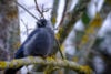 Jackdaw