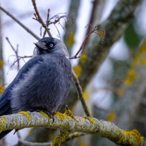 Jackdaw