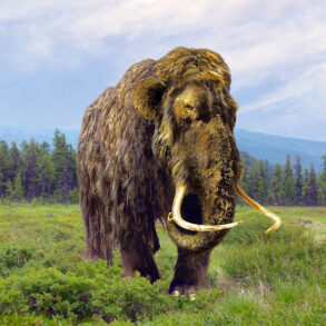 Woolly Mammoth