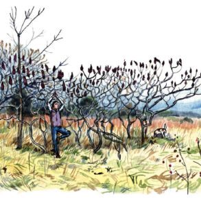 Illustration by Arwen Donohue.