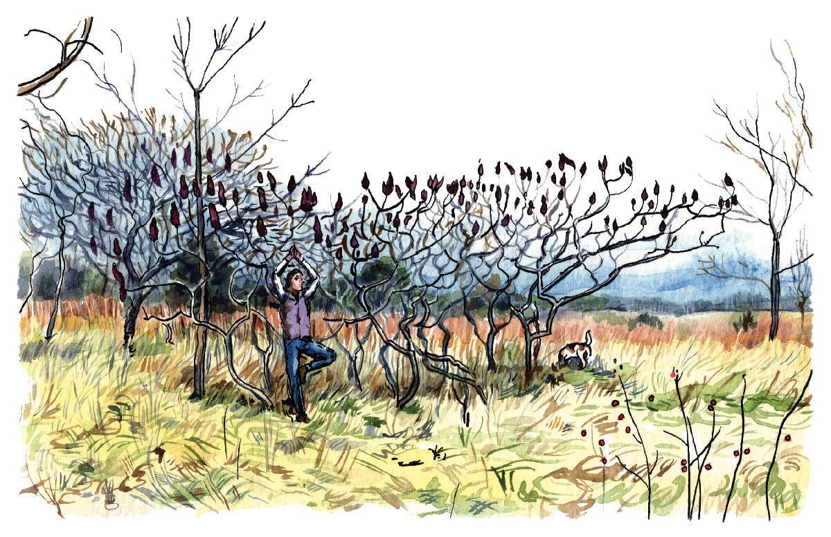 Illustration by Arwen Donohue.