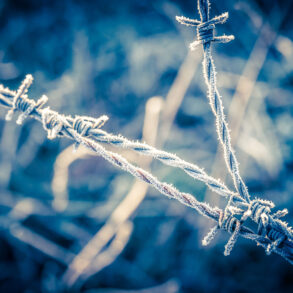Ice on barbed wire fence