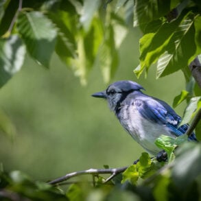Blue jay