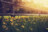 Fence with flowers in morning light