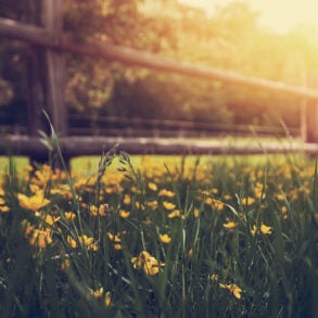 Fence with flowers in morning light