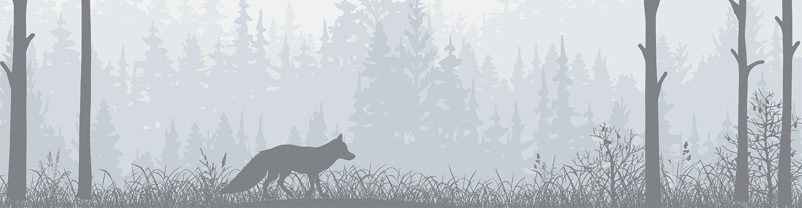 Fox silhouette in forest clearing