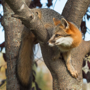 Gray fox in tree