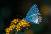 Palos Verdes blue butterfly