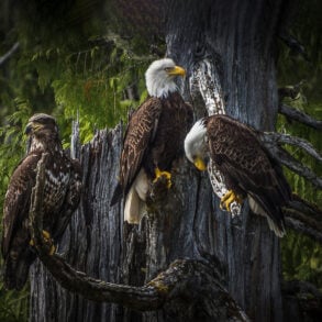 Bald eagles