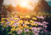 Morning wildflowers