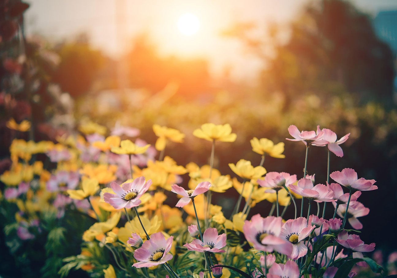 Morning wildflowers