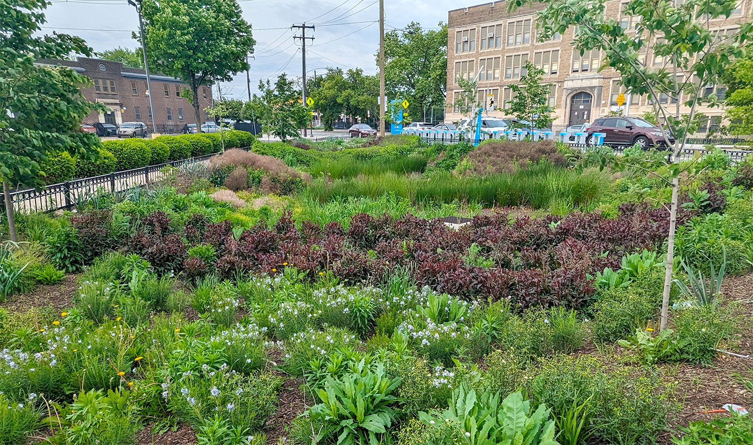 Rain garden