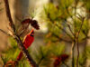 Cardinal in pine