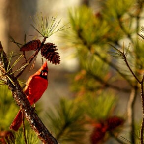 Cardinal in pine
