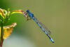 Blue dragonfly