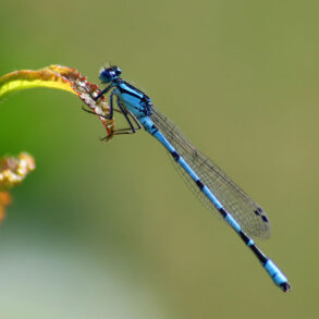 Blue dragonfly
