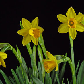 Daffodils