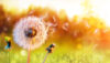 Dandelion seed head blowing in wind