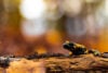Fire salamander