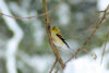 Goldfinch in snow
