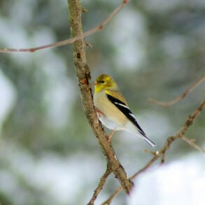 Goldfinch in snow